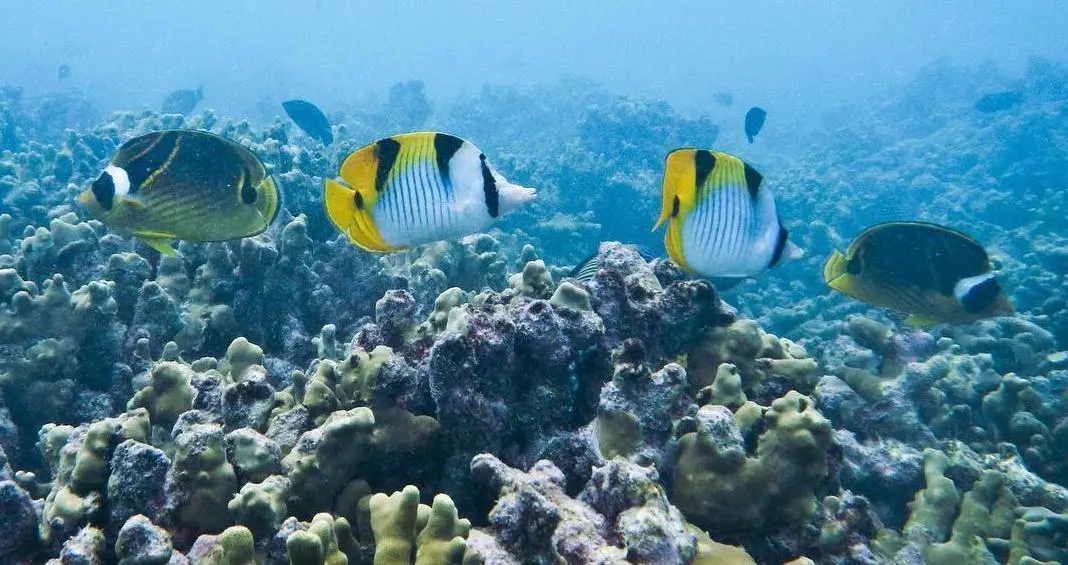 Colourful reef fish swimming above coral in Watamu Marine National Park